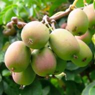 Саженец Актинидия аргута Байерн Киви в контейнере